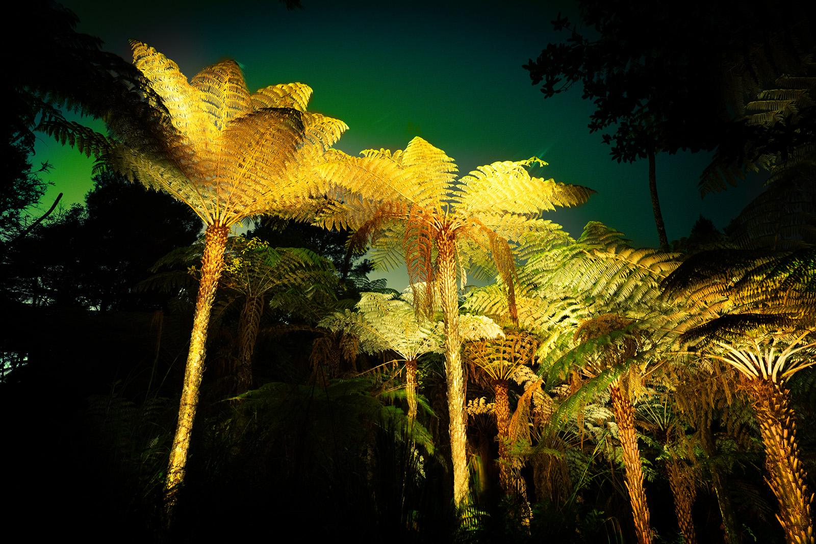 A group of Pungas in Oratia