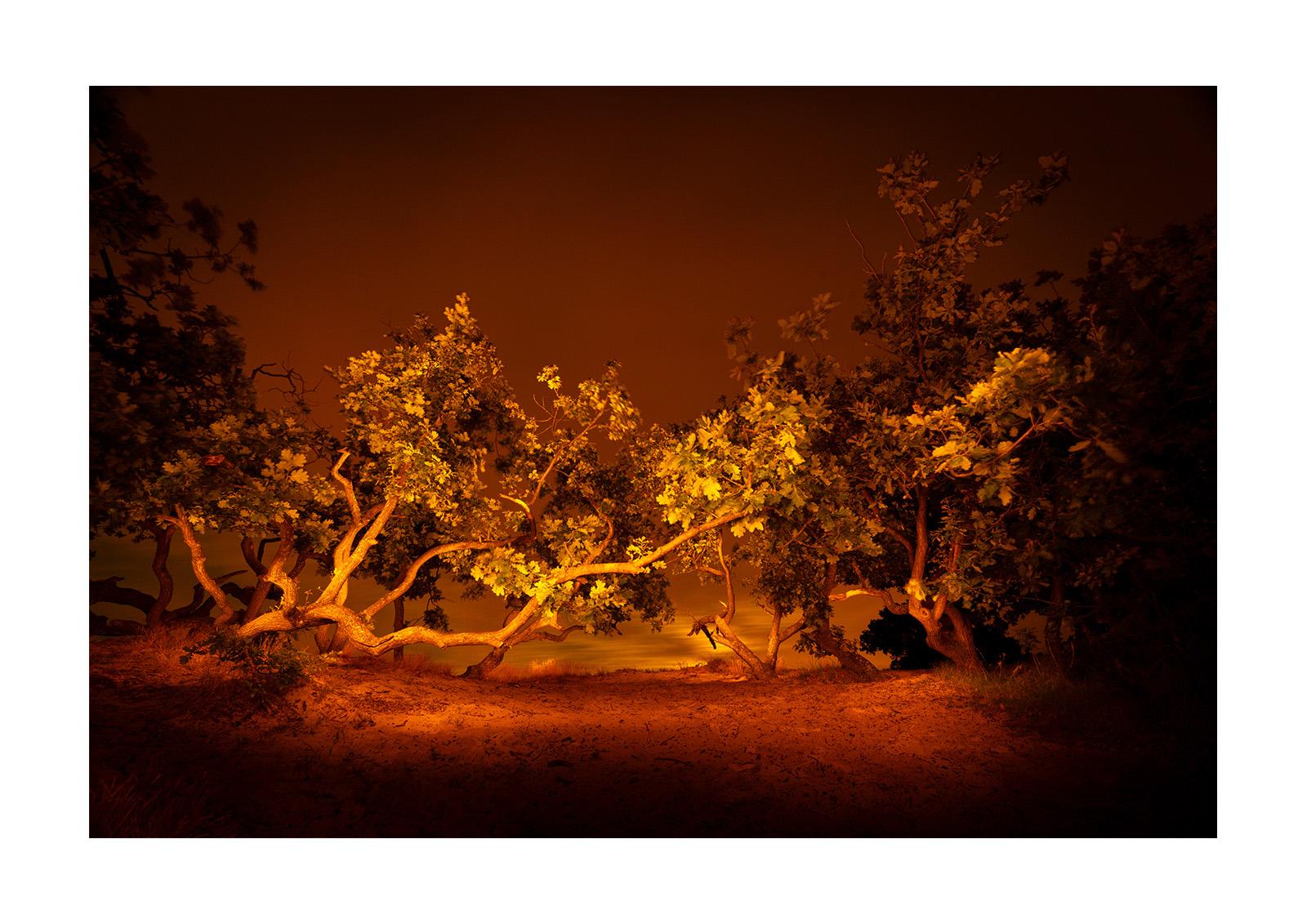 Schoorlse Duinen Limited Edition – Schoorlse Duinen Crippled Oak 02