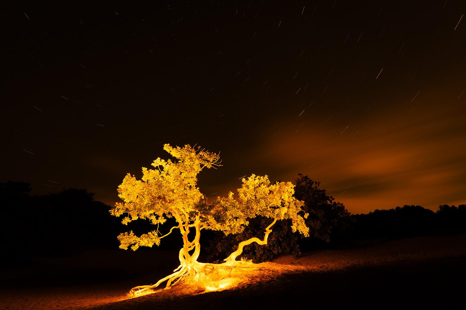 Schoorlse Duinen Talking Crippled Oak