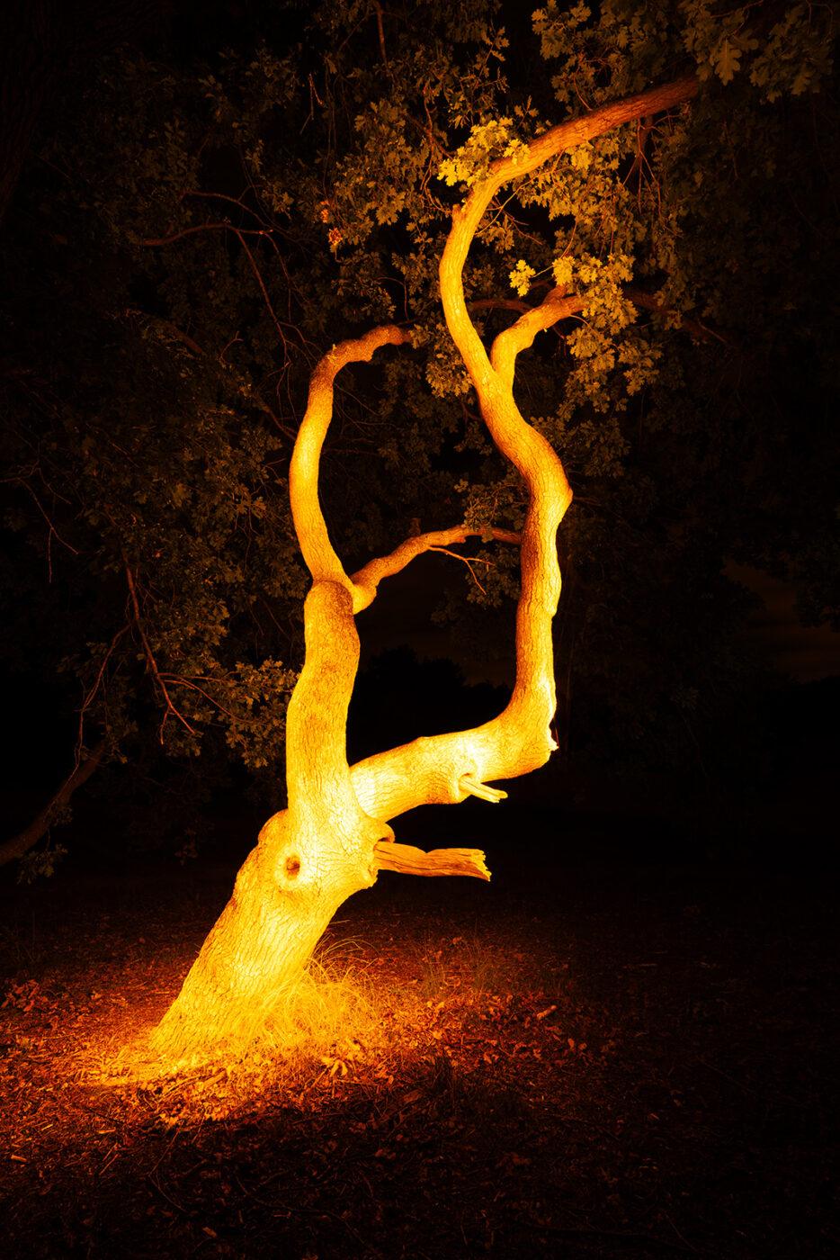 Schoorlse Duinen Crippled Oak with its tongue out