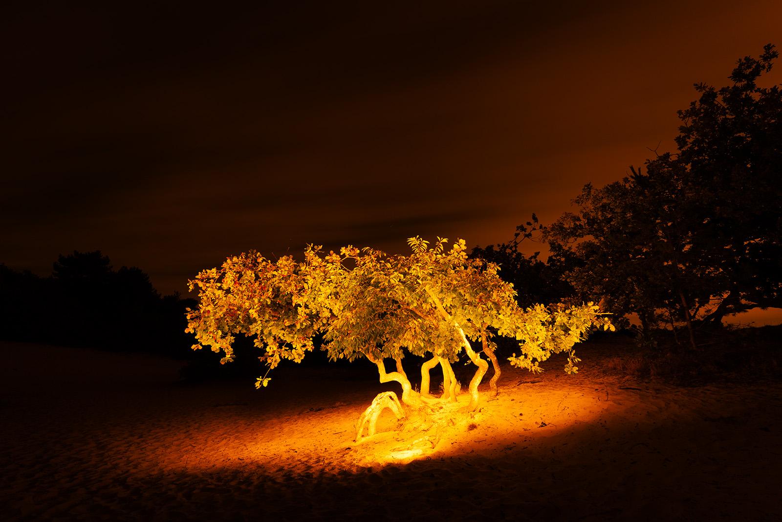 A walking crippled oak in the Schoorlse Duinen