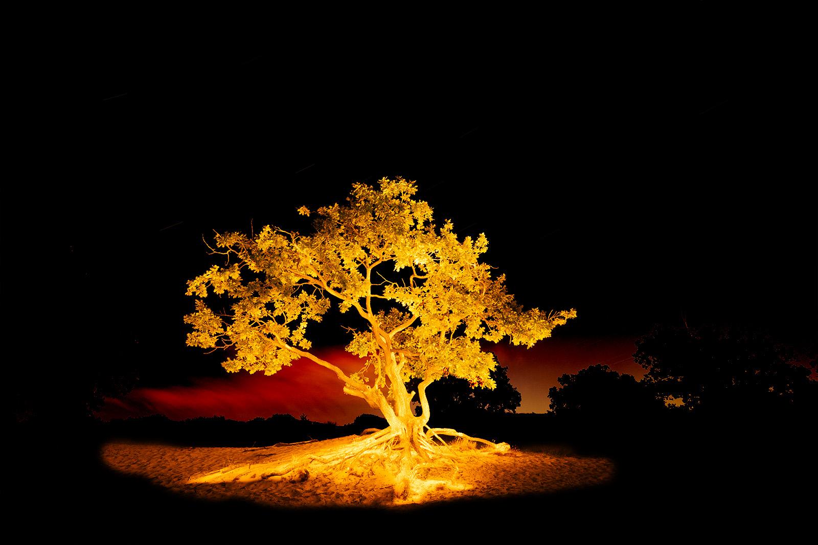 Schoorlse Duinen Crippled Oak 01 revisited