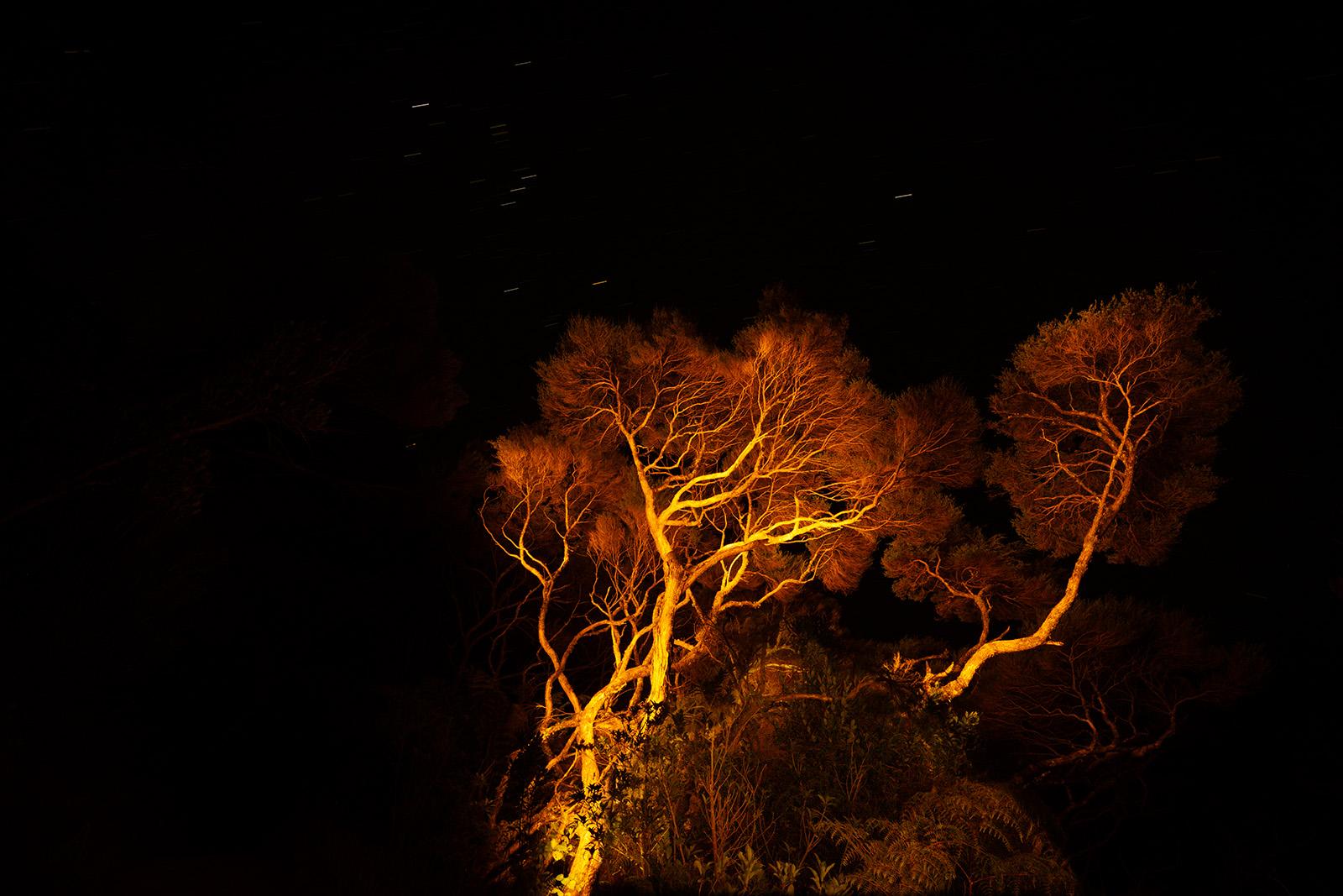 Gnarly Pohutukawa trees in Wharariki