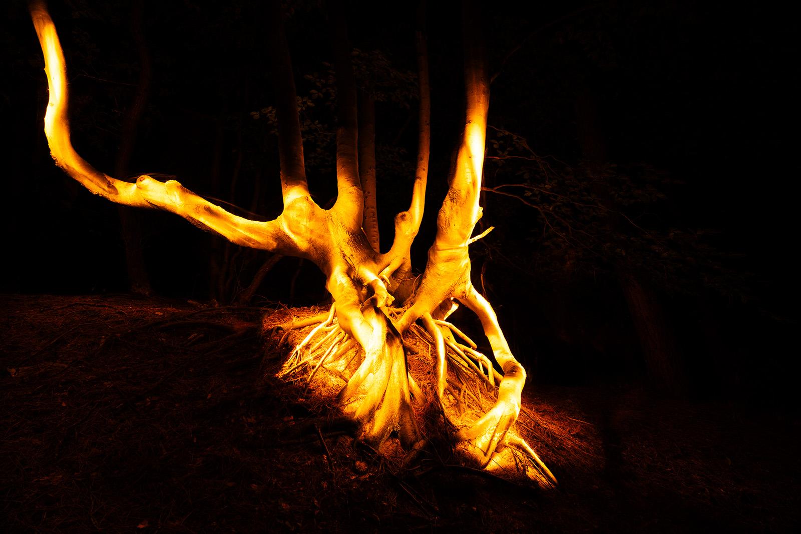 Root of a tree near Bergen Duintrap