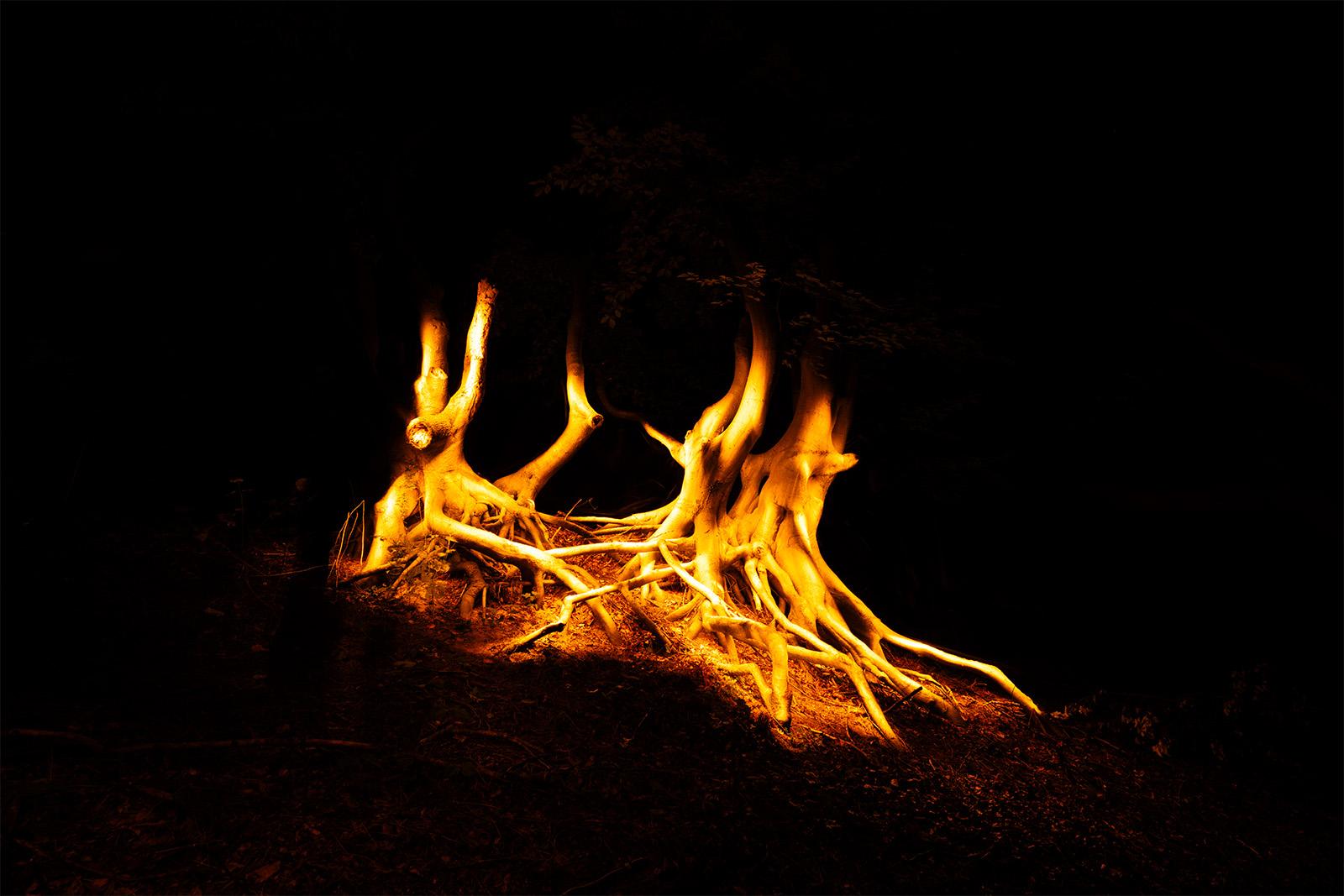 Root of a tree near Bergen Duintrap
