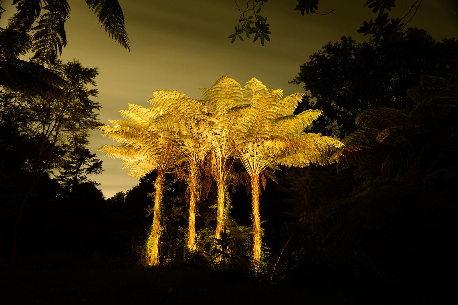 A group of Pungas in Oratia