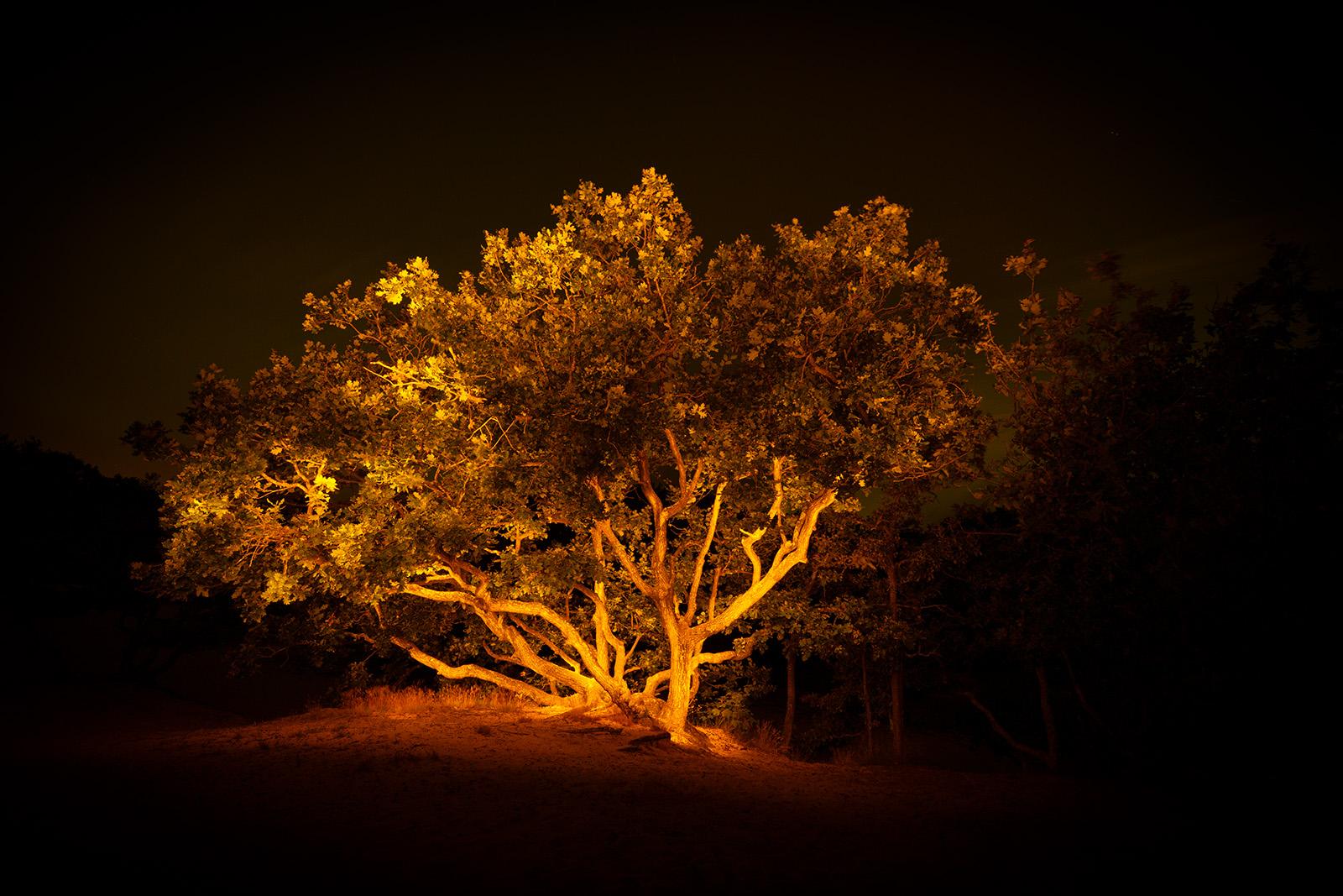 Crippled Oak – Schoorlse Duinen