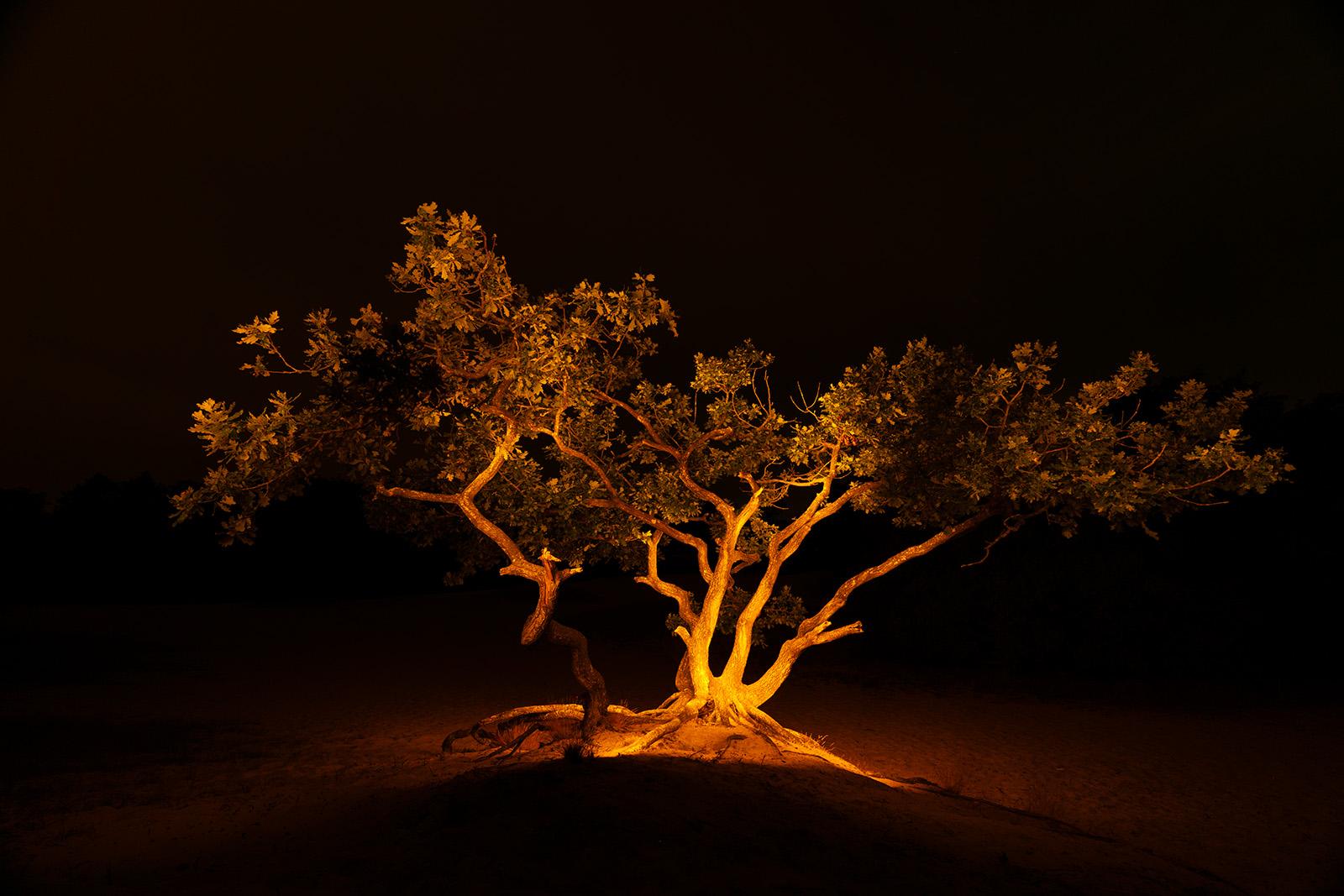 Crippled Oak – Schoorlse Duinen