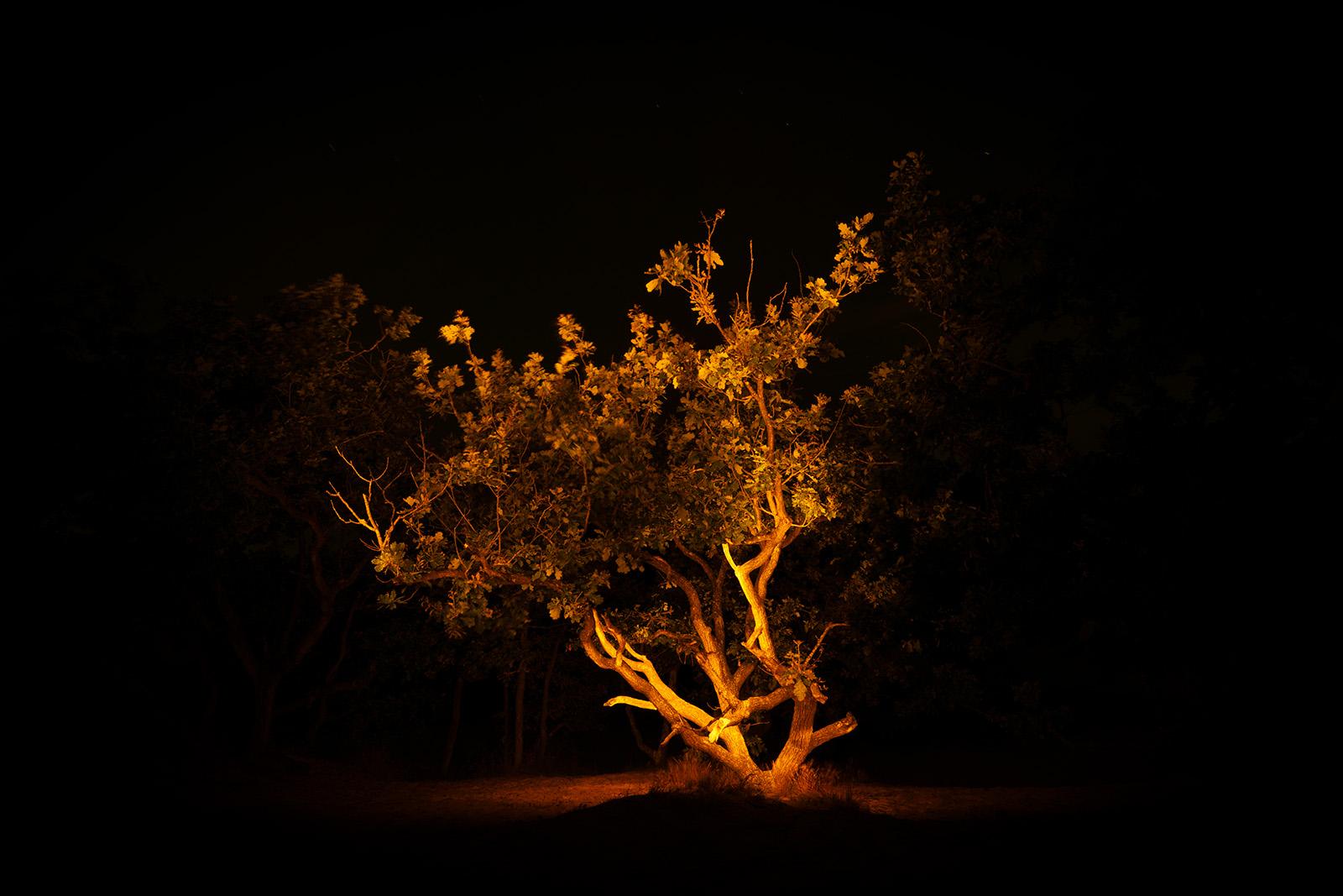 Crippled Oak – Schoorlse Duinen