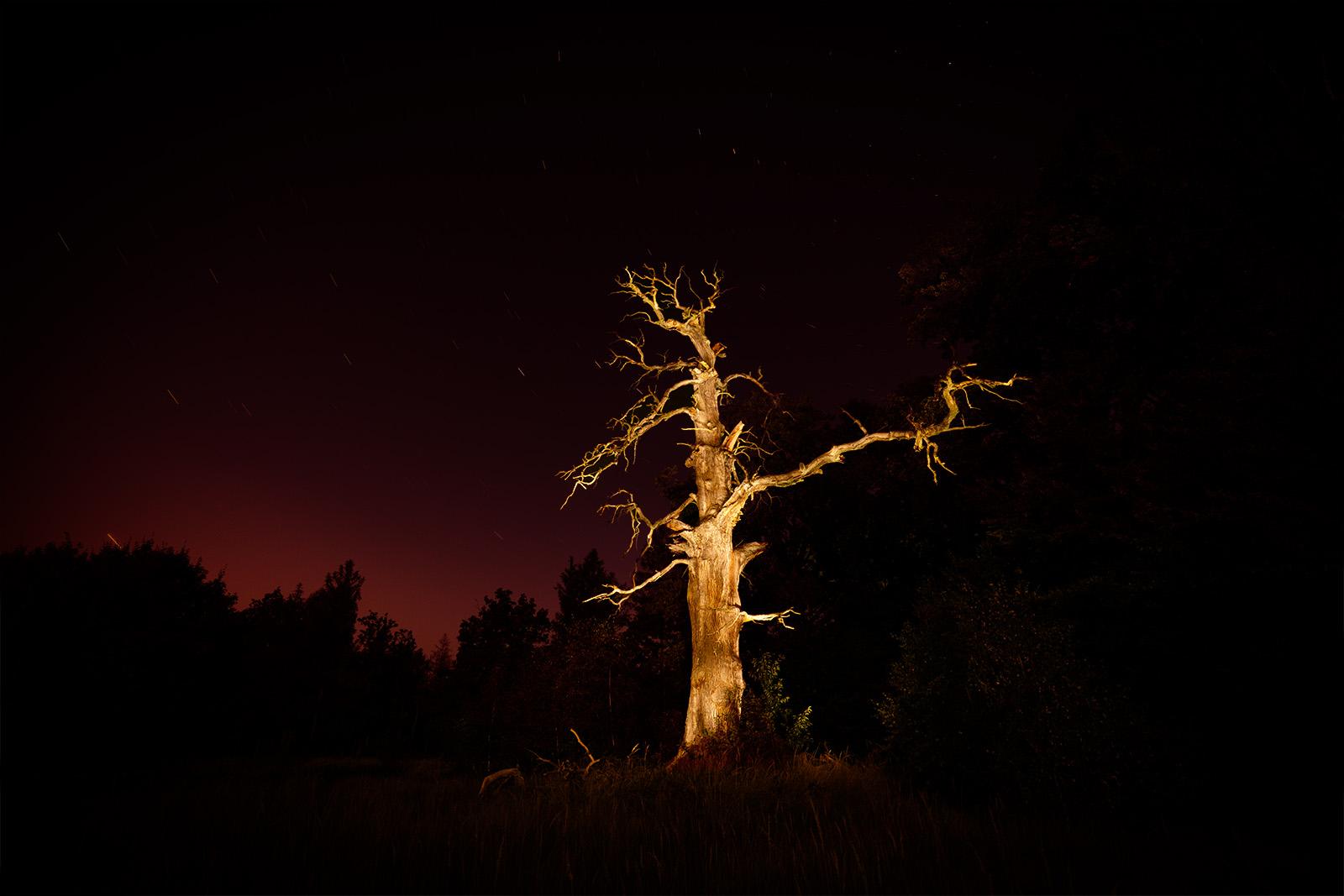 A dead oak tree in Wiesenburg
