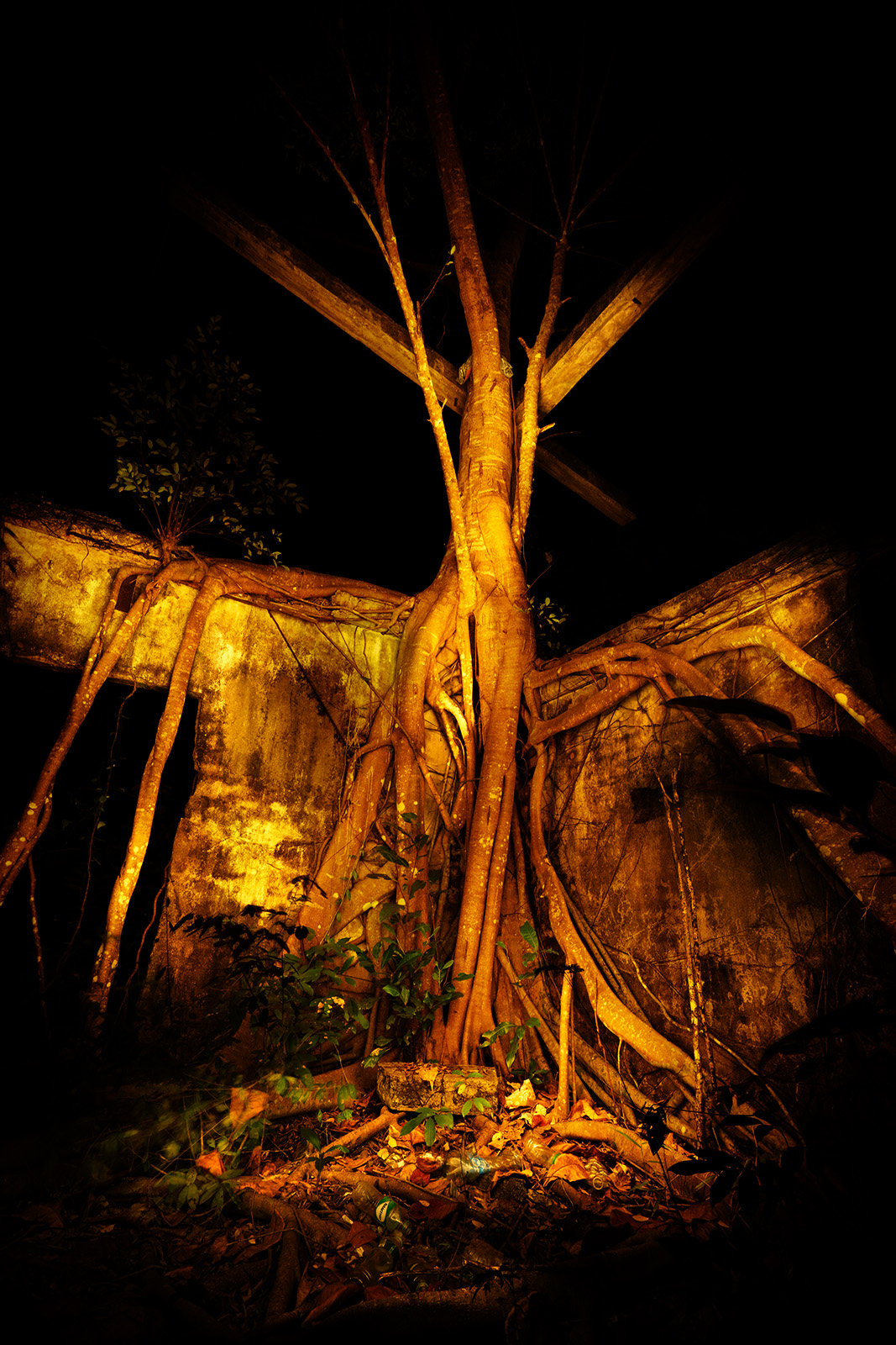 Trees overgrowing humans structures