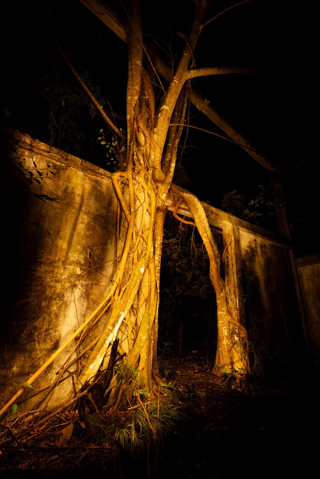 Trees overgrowing humans structures