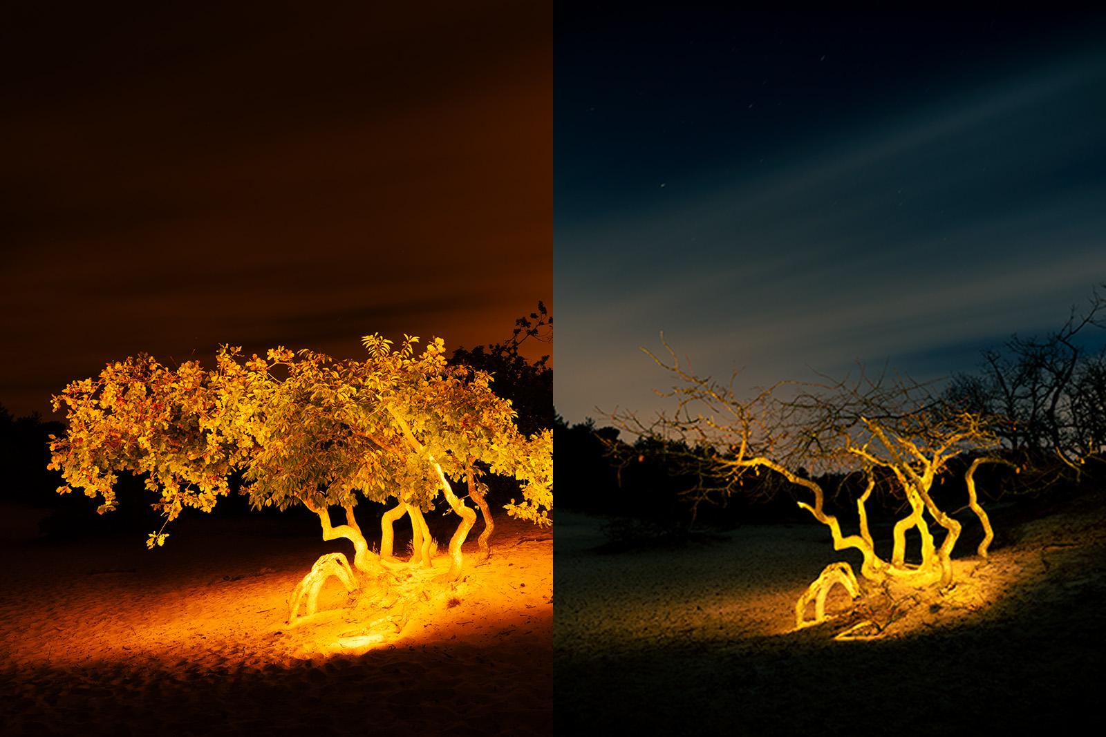 Schoorlse Duinen revisited