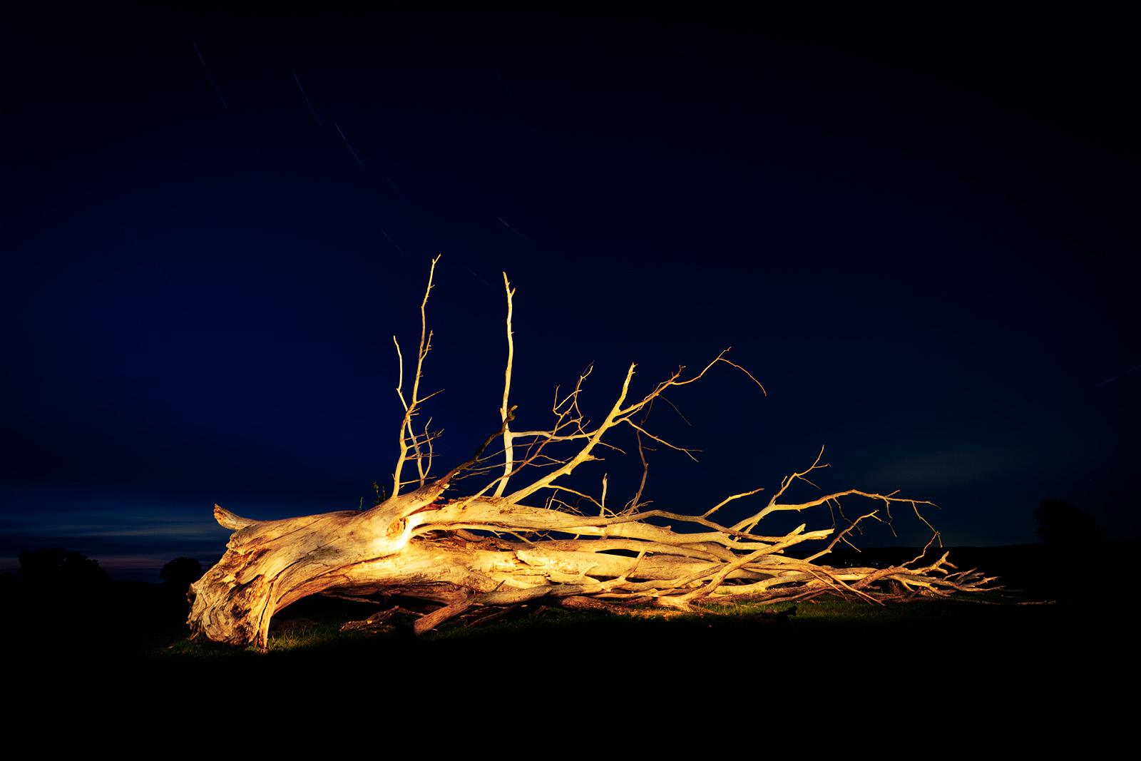 Fallen Tree Odervorland Gieshof 01 revisited in September